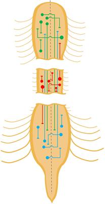 Propriospinal Neurons: Essential Elements of Locomotor Control in the Intact and Possibly the Injured Spinal Cord